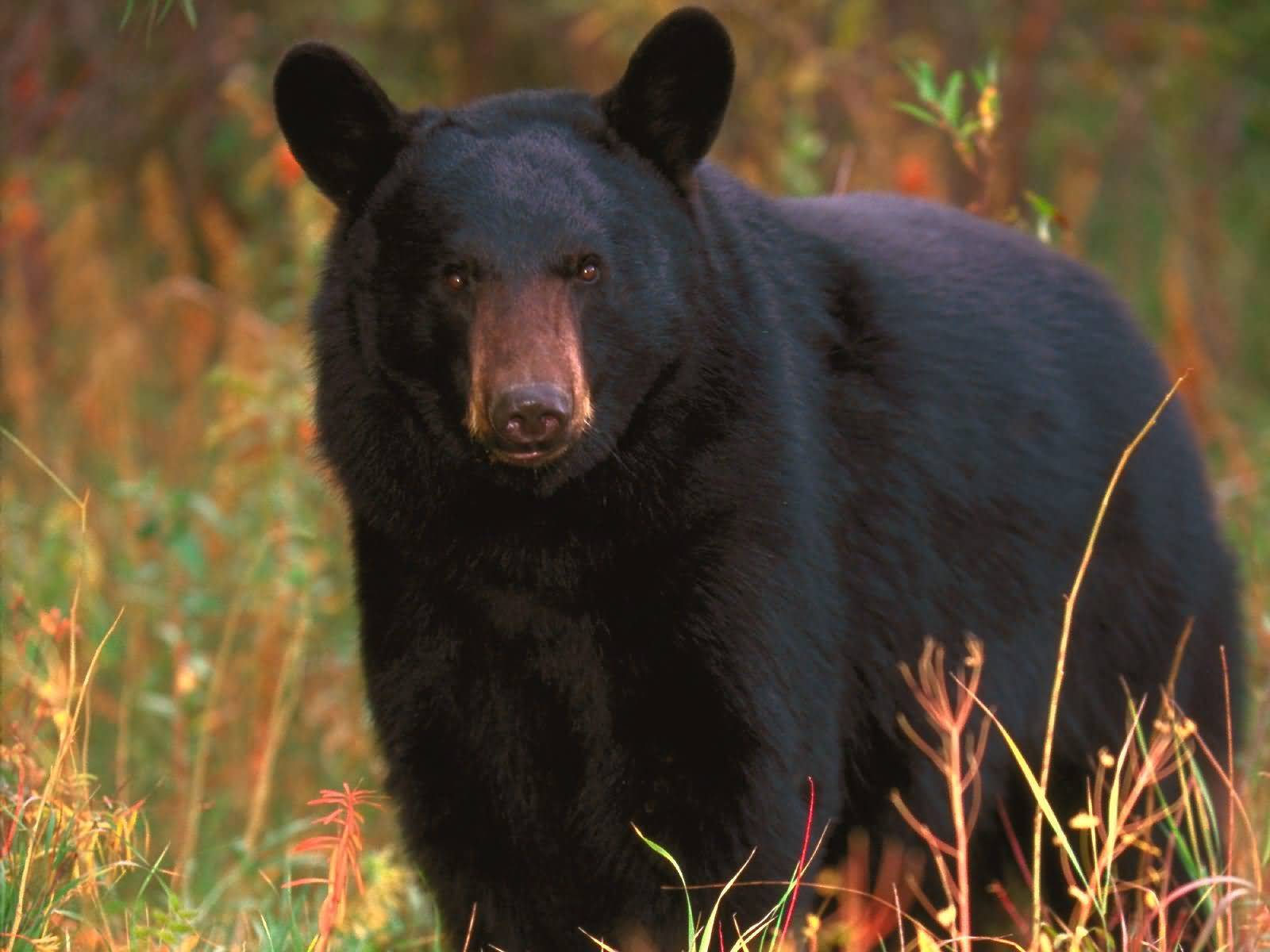 Animal Wildlife Black Bear Black Bears Are The Most Common Bear Found