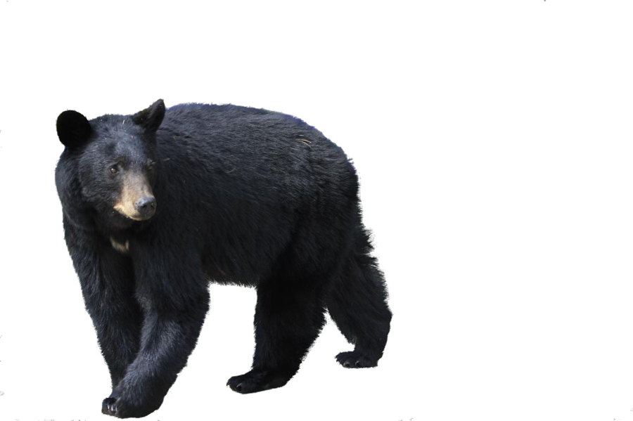 Bear Png By Camelfobia On Deviantart