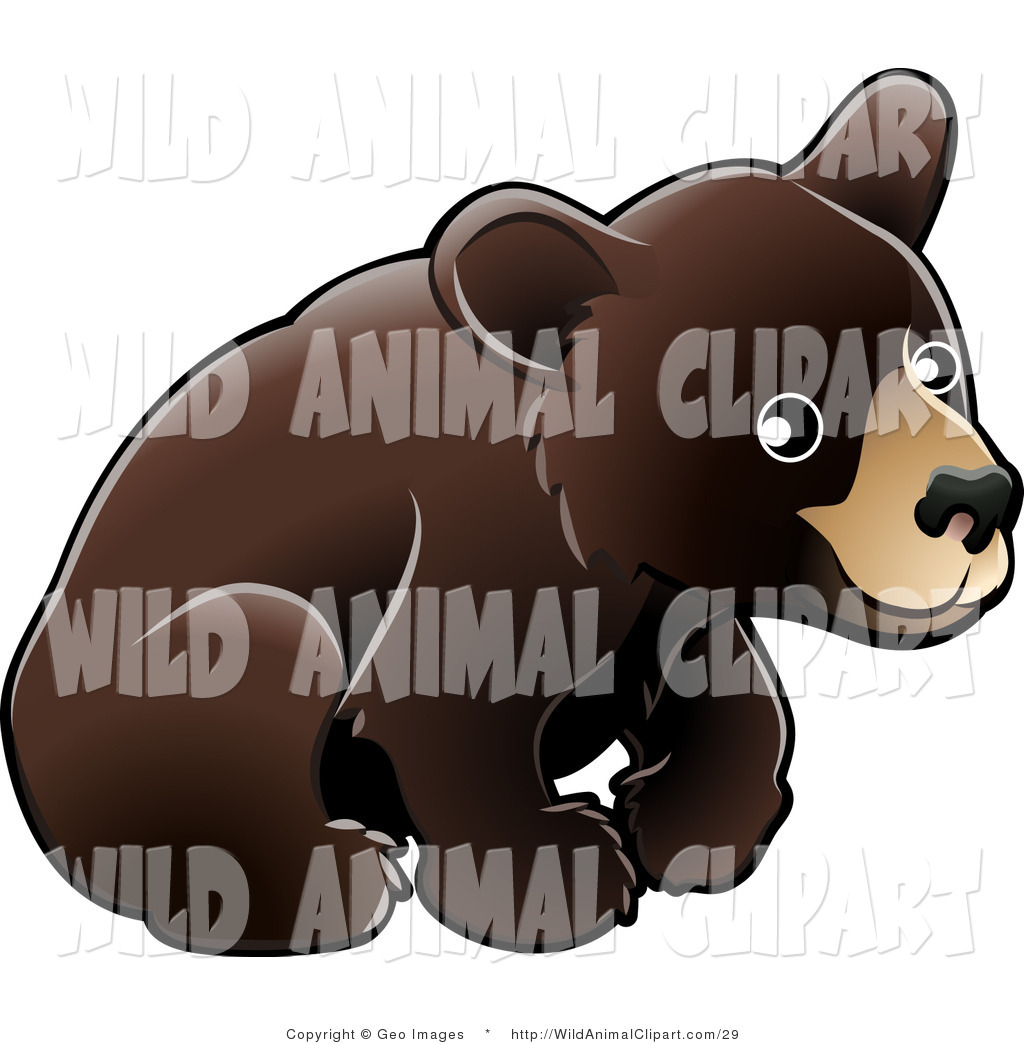 Clip Art Of An American Black Bear Cub  Ursus Americanus  Sitting Over