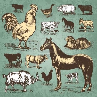 Vintage Farm Animal Clip Art   Animals   Barnyard   Pinterest