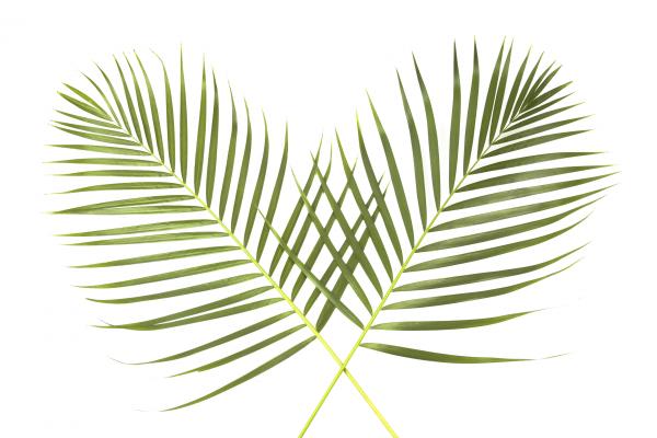     Palm Sunday Church Service Receive Palms Many People Who Attend A Palm