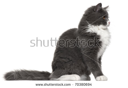 Grey And White Cat 5 Months Old Sitting In Front Of White Background
