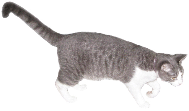 Grey And White Cat Lge 14 Cm Wide   This Clipart Style Image