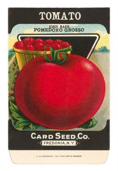 Tomato Seed   Free Images At Clker Com   Vector Clip Art Online
