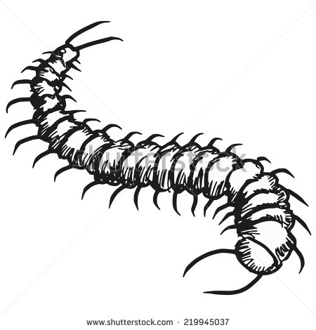 Hand Drawn Sketch Illustration Of Centipede   Stock Vector