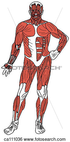 Muscles Of Body Superficial  Fotosearch   Search Clip Art