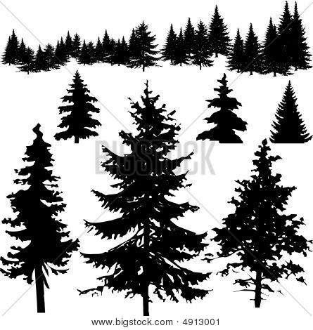 Or Photo Of Detailed Vectoral Pine Trees And Forest Silhouette