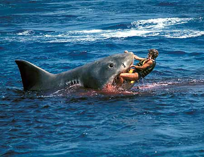 Info Tiger Shark  Tiger Shark Attacks