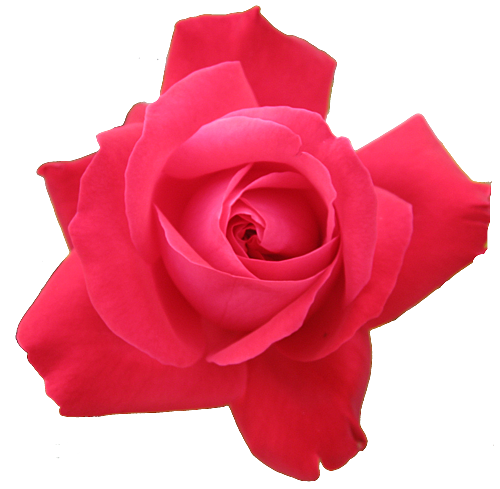 Red Rose Transparent Isolated   Free Images At Clker Com   Vector Clip    