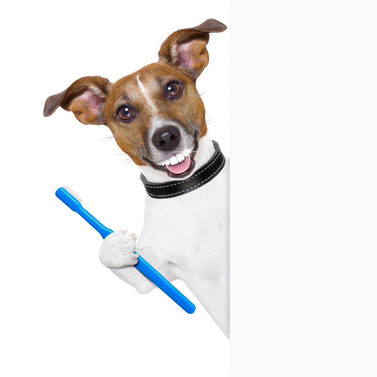 Dog With Toothbrush Dog With Toothbrush