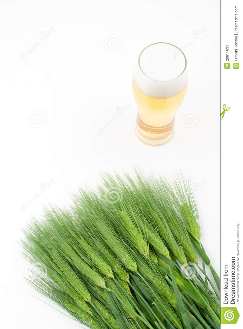 Six Row Barley And Beer On A White Background