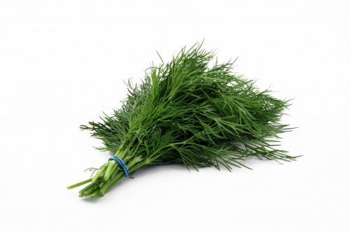 Dill   Free Images At Clker Com   Vector Clip Art Online Royalty Free