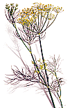 Dill   Http   Www Wpclipart Com Plants Herbs Dill Png Html