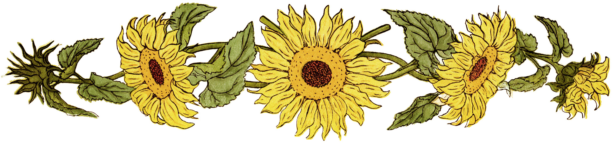 Flower Sunflower Clipart Free Printable Sunflower Sunflower Graphic