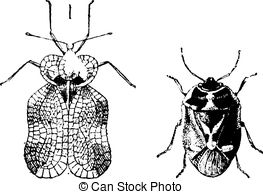 Bug Or Lace Bug Right   Nezara Viridula Or Southern Green Stink Bug