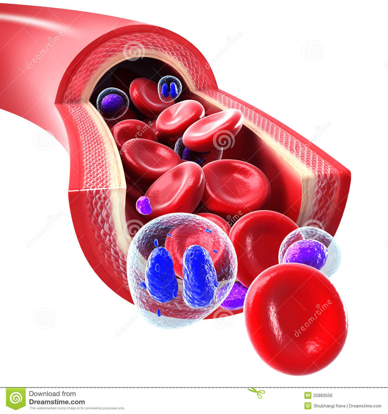 Red Blood Cells Flowing Through A Vein And Artery Royalty Free Stock
