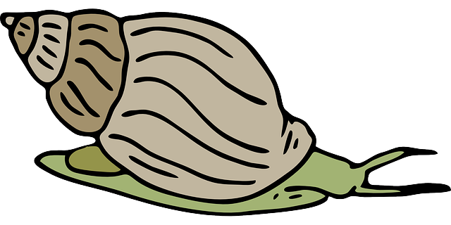 This Snail Clip Art Is In The