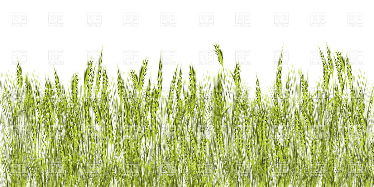 Field Of Green Wheat 16891 Backgrounds Textures Abstract Download