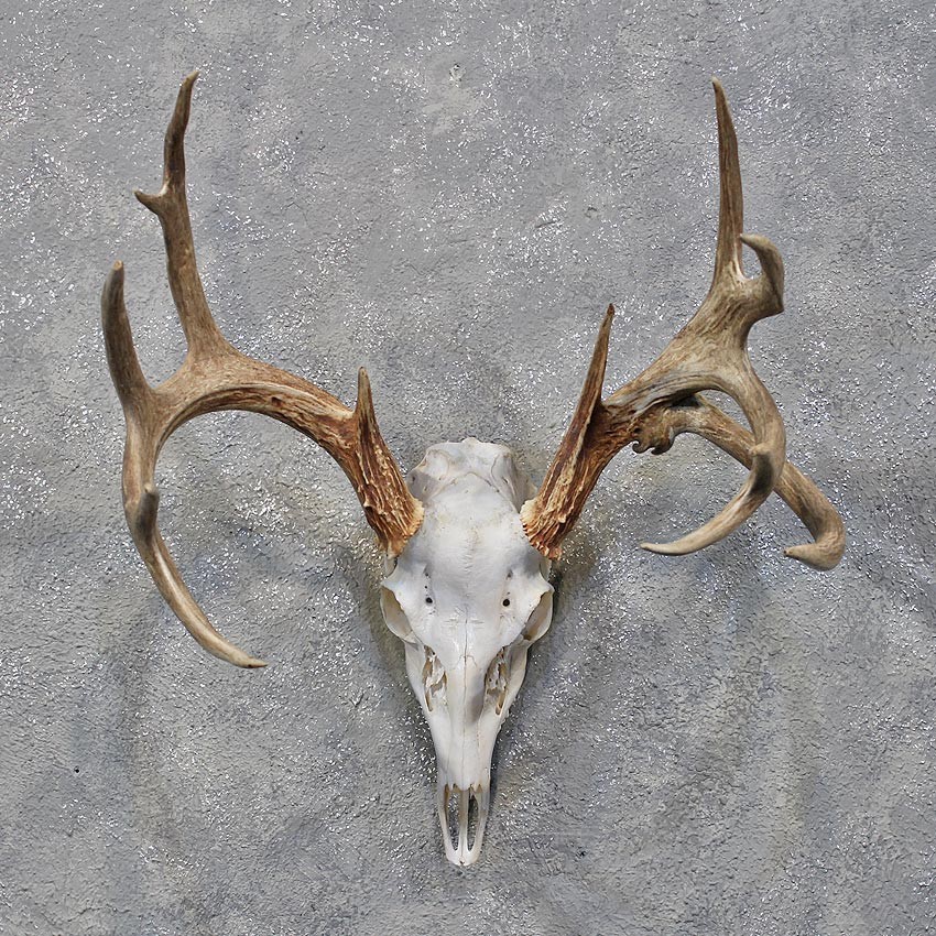 Whitetail Deer Skull   Antlers  12179 For Sale   The Taxidermy Store