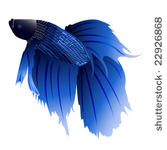 Betta Fish Clip Art Download 492 Clip Arts  Page 1    Clipartlogo Com