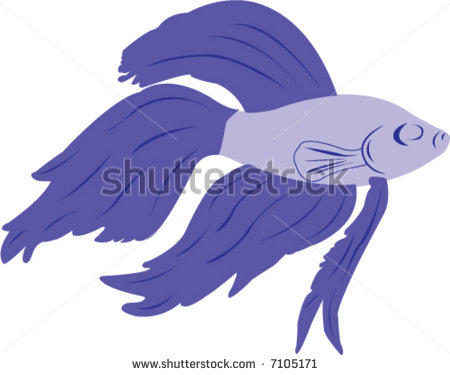 Vector Illustration Of A Purple Beta Fish   7105171   Shutterstock