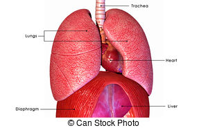 Lungs   The Lung Is The Essential Respiration Organ In Many