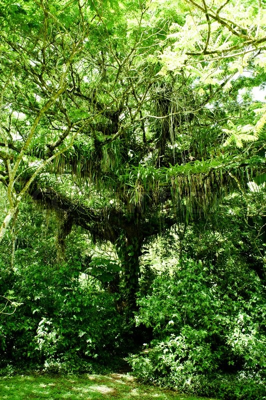 4503782 510066 Big Jungle Tree In A Rainforest Jpg