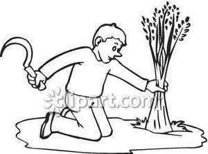 Black And White Drawing Farmer Cutting Wheat With A Scythe Royalty