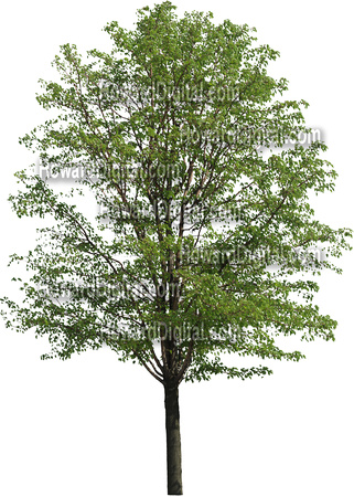 Bradford Pear Tree Clip Art High Resolution Trees For Graphic Arts