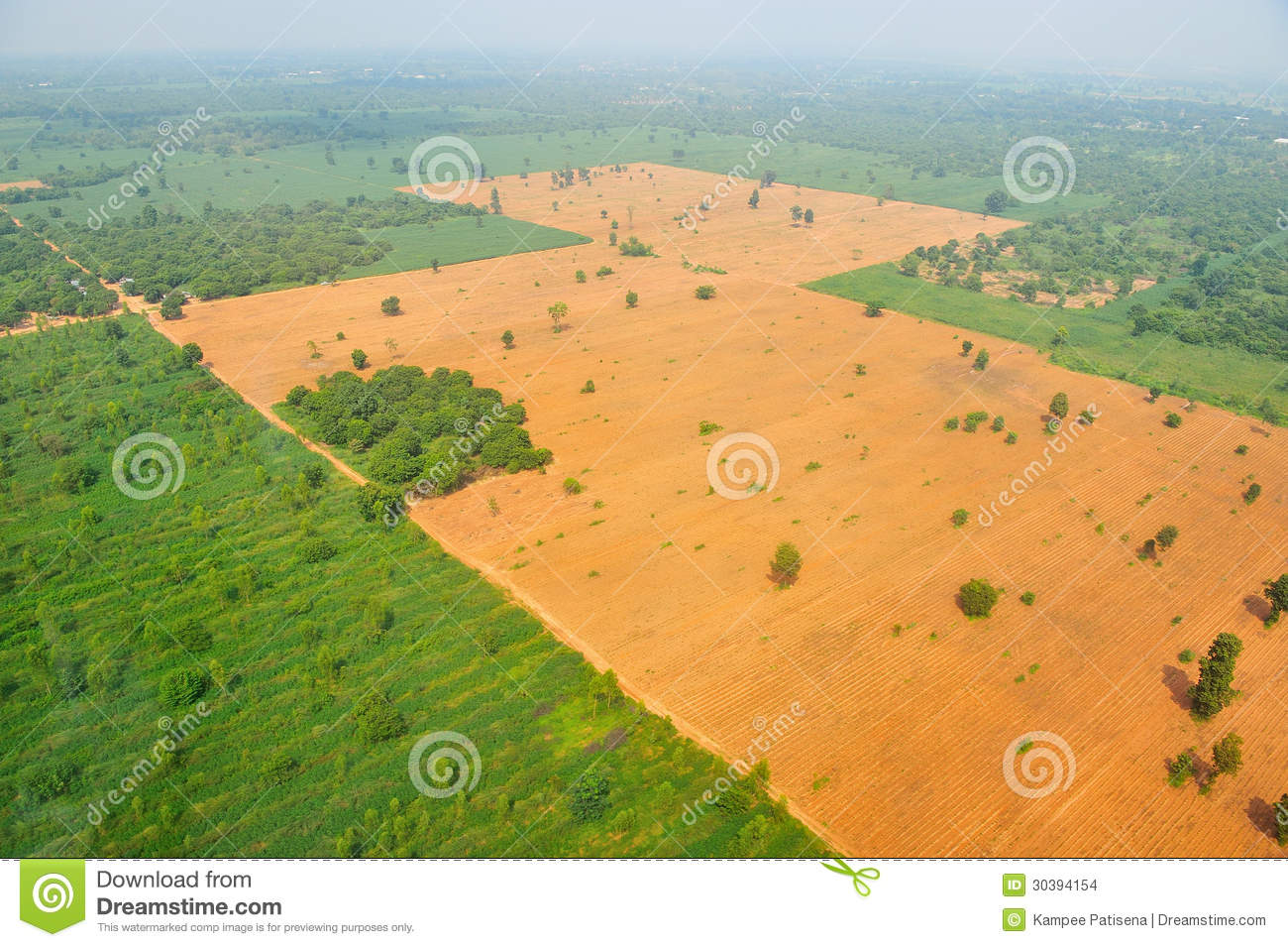 Bird Eye View Of Rice Field In Thailand Stock Images   Image  30394154