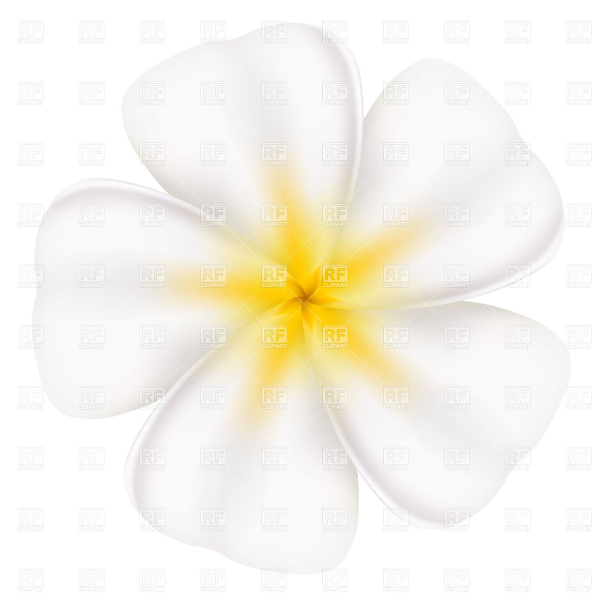 Frangipani Flower 7338 Download Royalty Free Vector Clipart  Eps