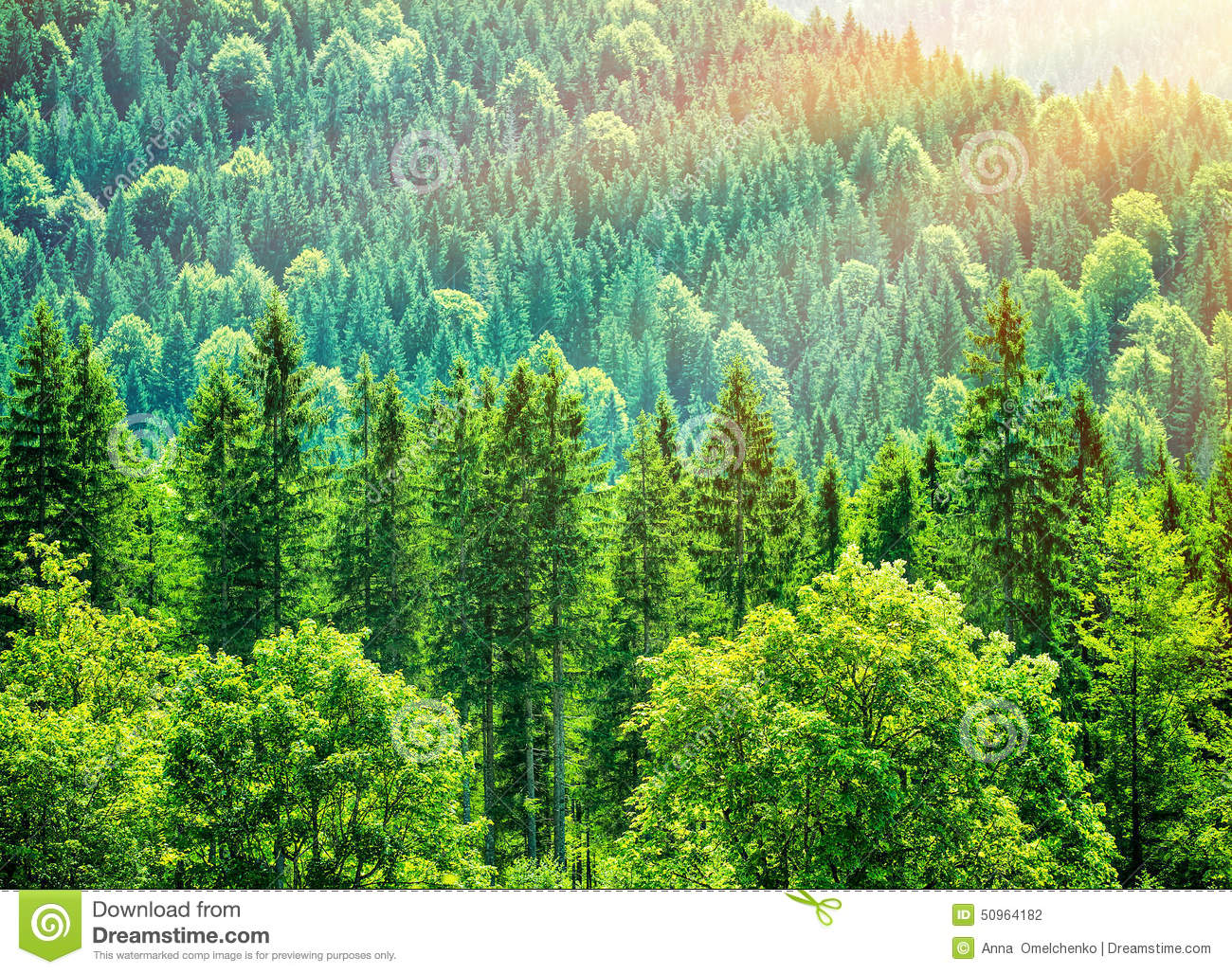 Green Tree Forest Background Beautiful Bird Eye View On Fresh Pines    