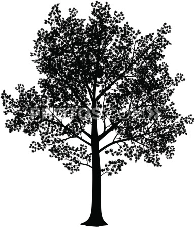 Pin Pin Maple Tree Clip Art Vector Online Royalty Free On Pinterest On