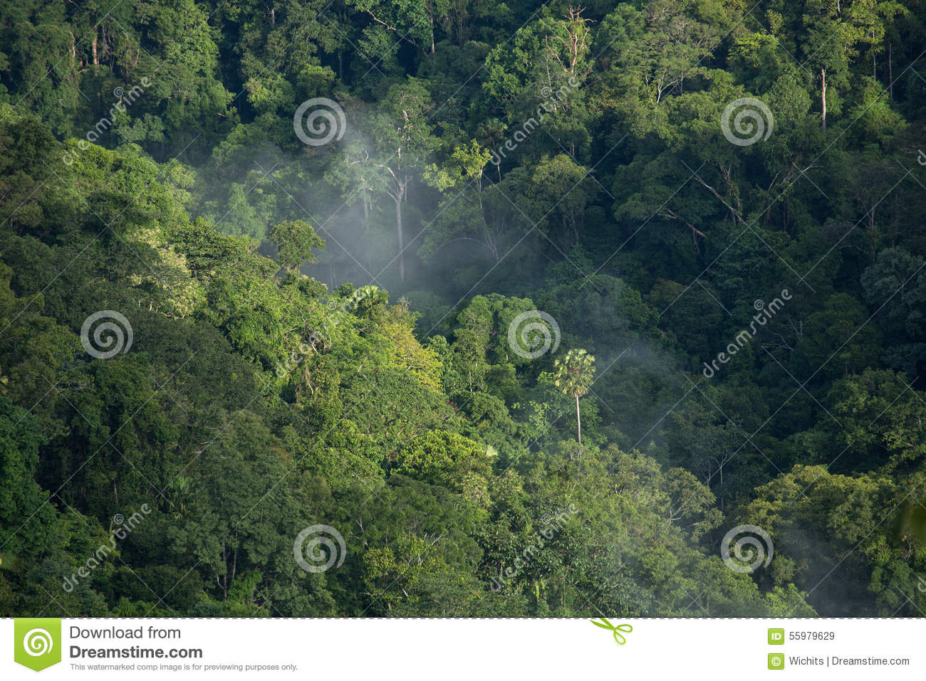 Tropical Rain Forest From Bird Eye View Khoyai Thailand
