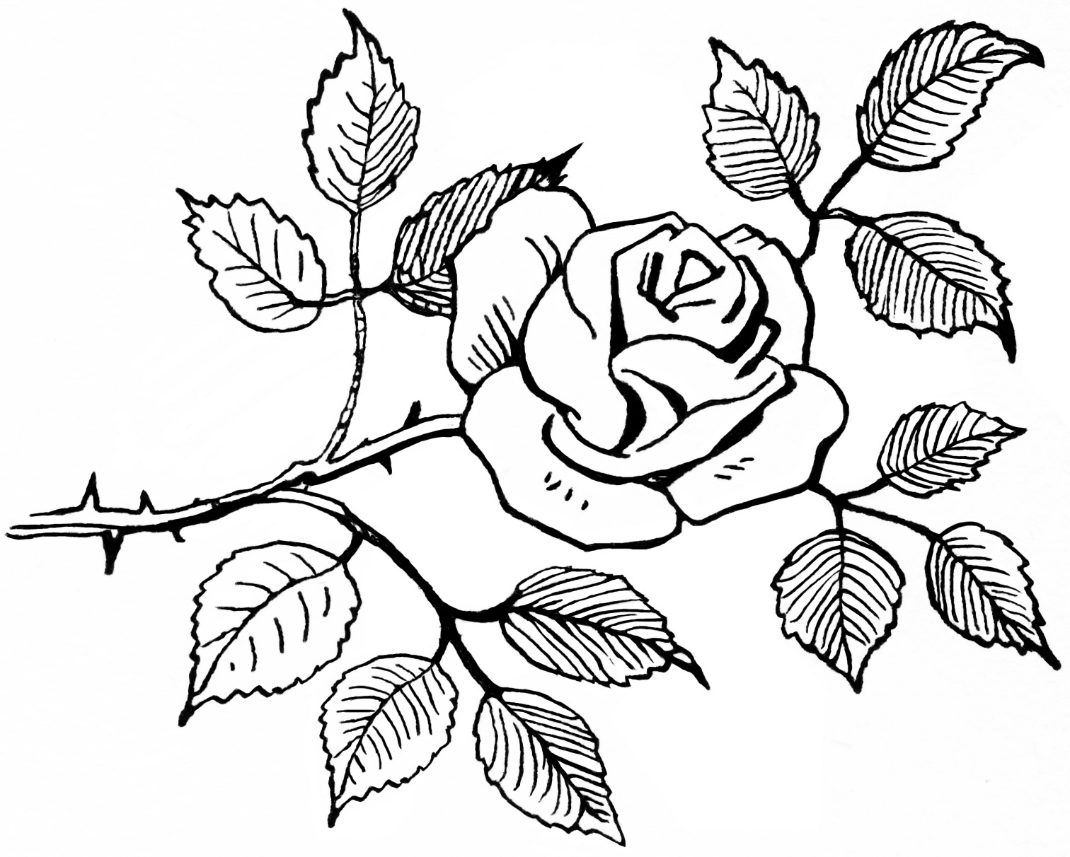 Clipart Flower Rose Sketch Digital Rose Graphic Flower Image