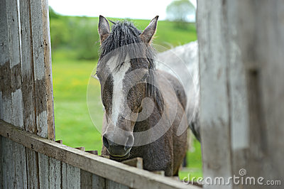 Horse Stock Photo   Image  24983030