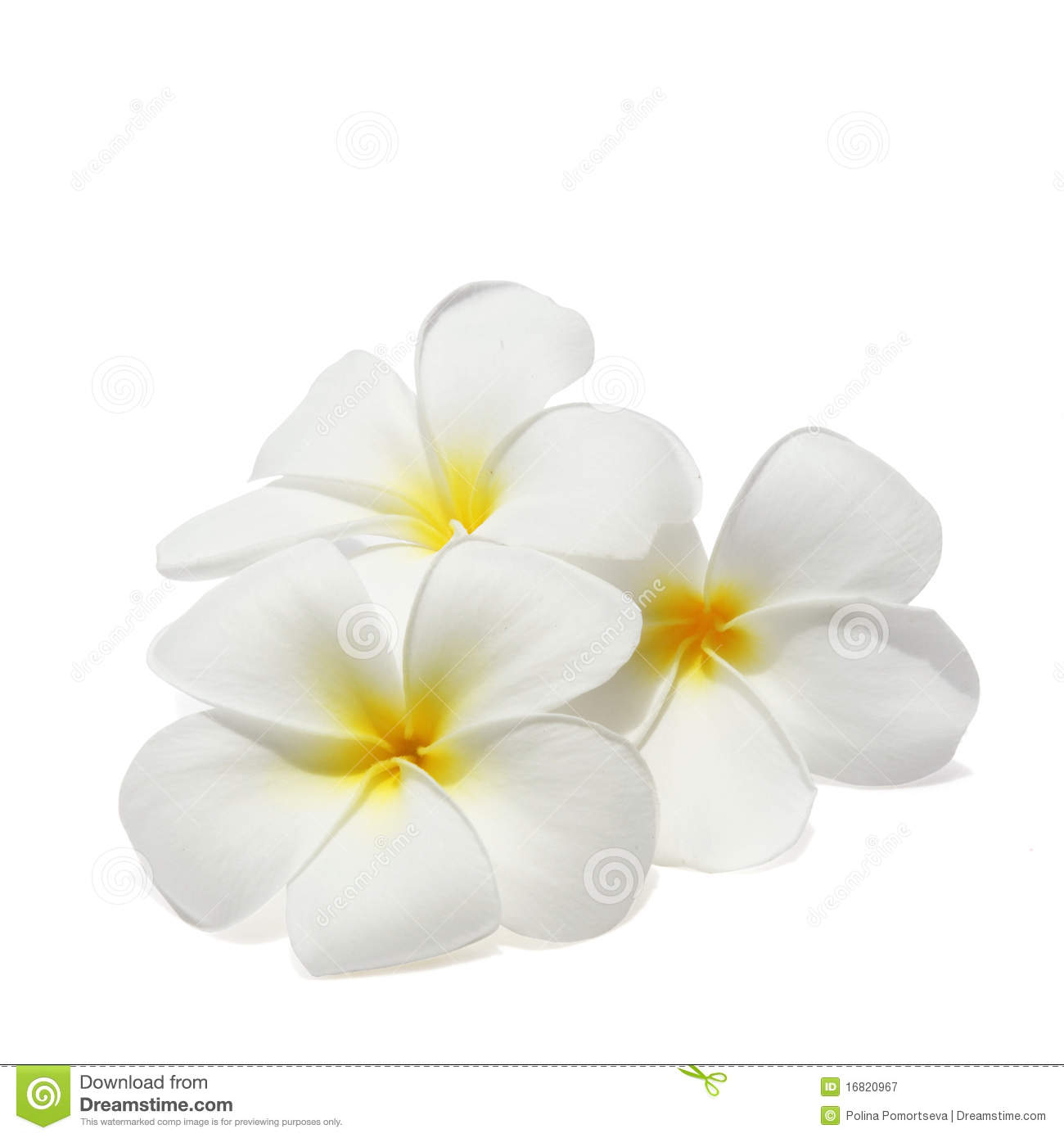 Tropical Flowers Frangipani Isolated On White Royalty Free Stock