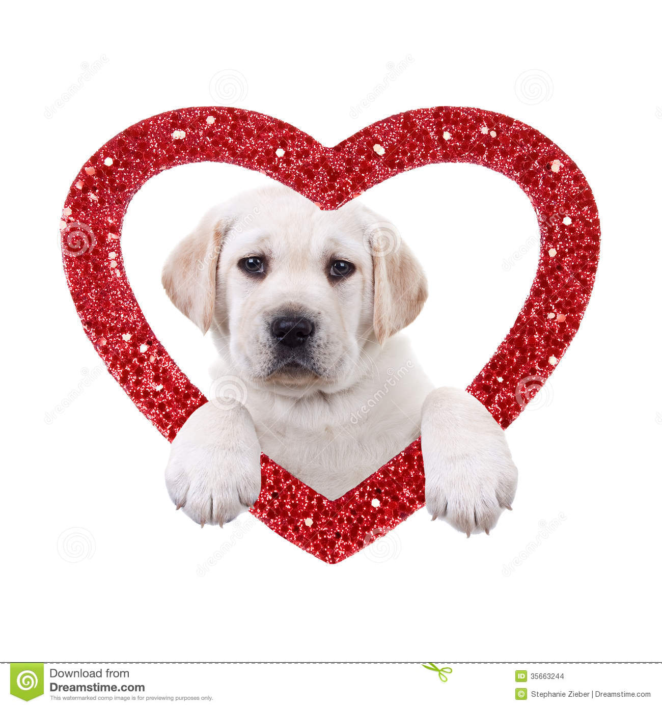 Valentine Dog Stock Images   Image  35663244