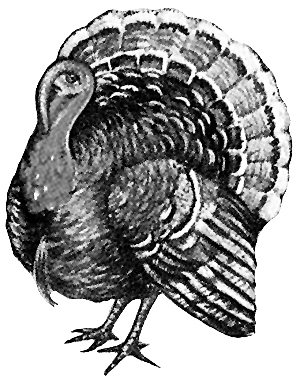 Turkey Clip Art Drawing Of Turkey Black White