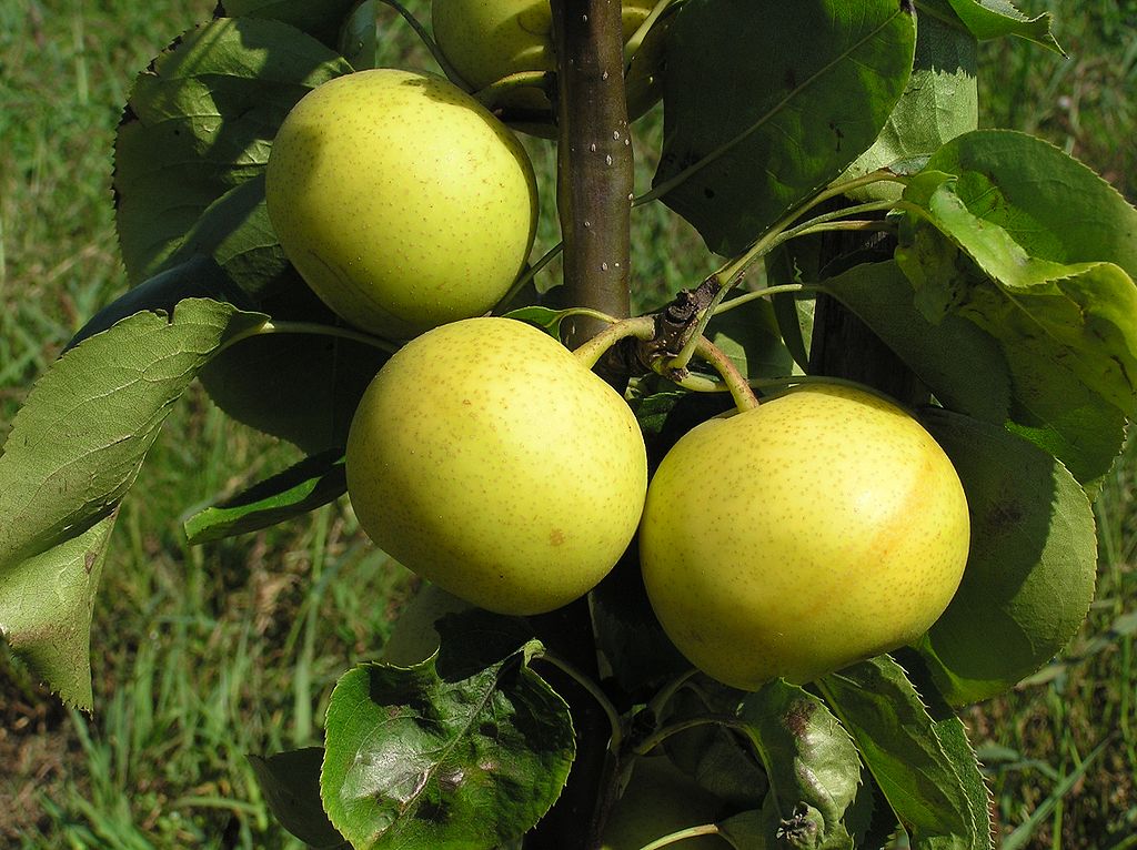 Edible Pears Fruit  Get  Apiece For Going On  Hardy Tree That There