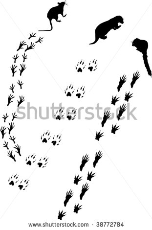 Squirrel Tracks Clip Art Tracks Collection   Stock