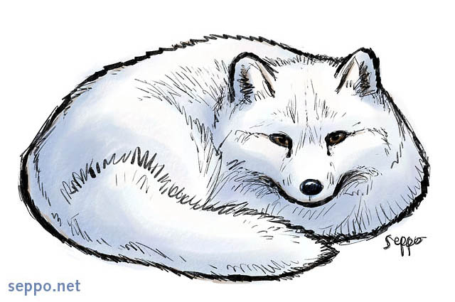 Arctic Fox Keywords  Arctic Fox White Fox Polar Fox Snow Fox Winter