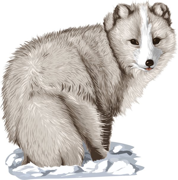 Go Back   Gallery For   Arctic Fox Clip Art