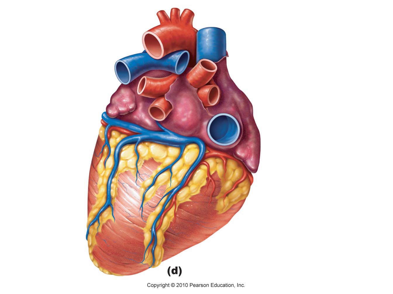 Heart Diagram Unlabeled   Free Cliparts That You Can Download To You