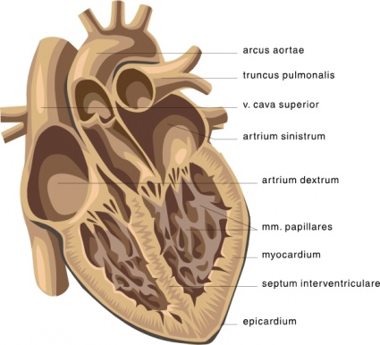 Heart Medical Diagram Clip Art Clip Arts Free Clipart   Clipartlogo