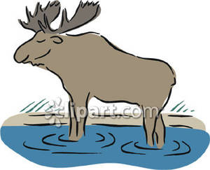 Moose Standing In Water   Royalty Free Clipart Picture