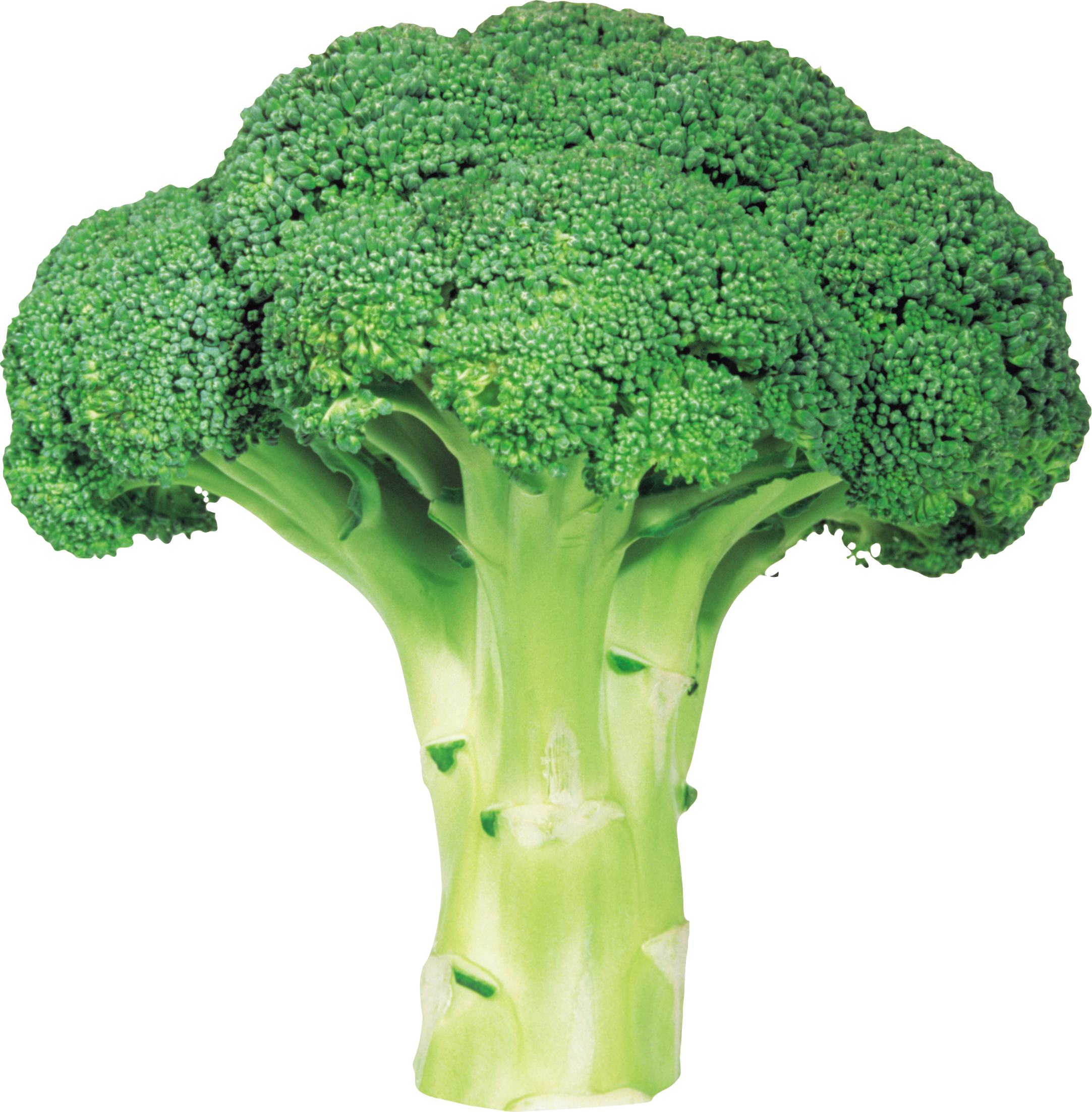 Download Png Image  Broccoli Png Image With Transparent Background