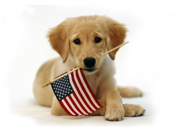 Pet Puppy Ready To Celebrate American Independence Day 4th Of July