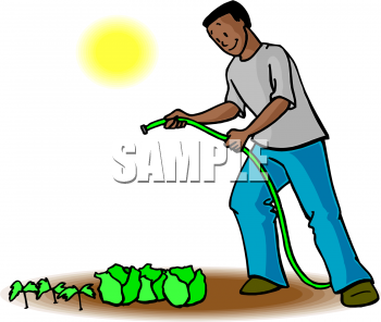 Clipart Image Of An African American Man Watering Lettuce