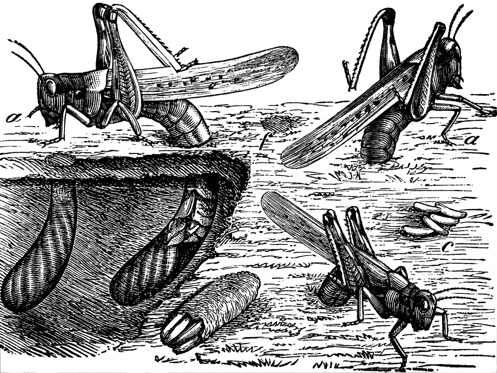 Rocky Mountain Locust   Clipart Etc